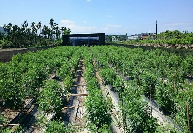 採藍製靛1
